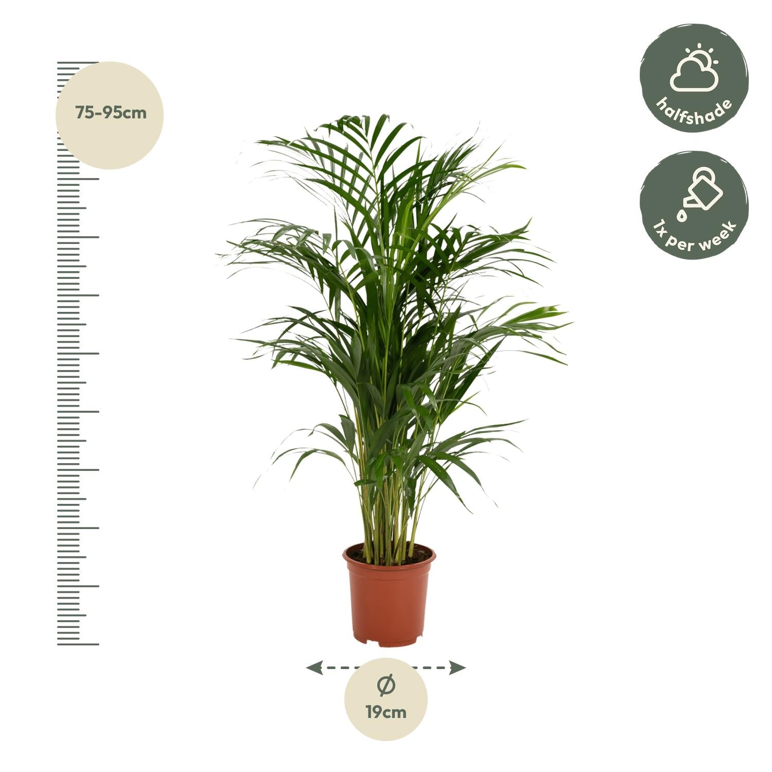 Areca-Palme - Ø19cm - ↕85cm