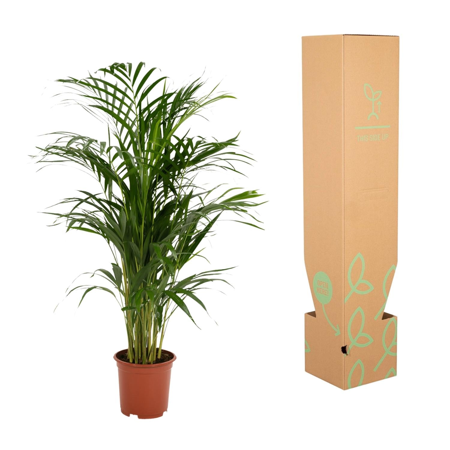 Areca-Palme - Ø19cm - ↕85cm