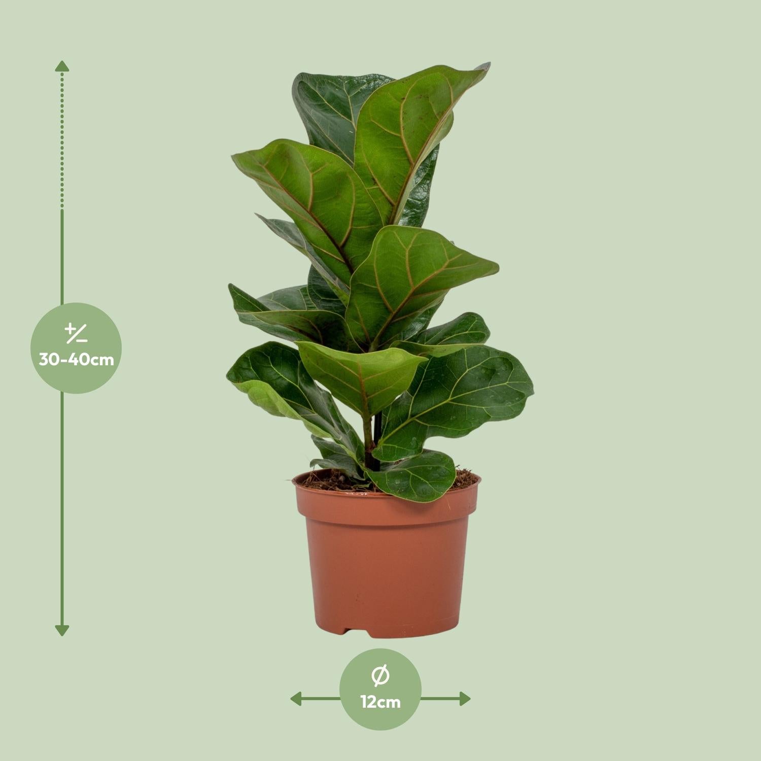 Ficus Lyrata – Ø12cm – ↕30cm