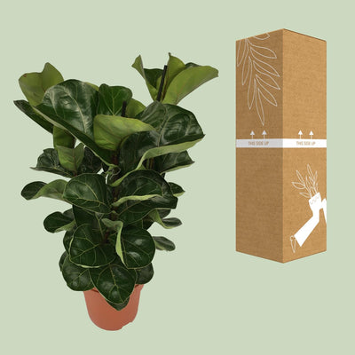 Ficus Lyrata – Ø12cm – ↕30cm