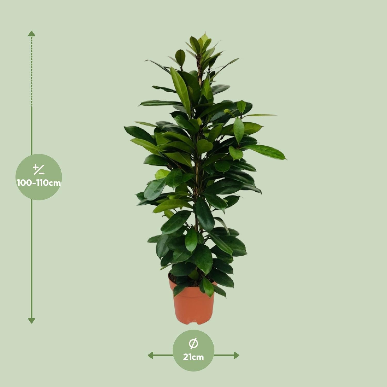 Ficus Cyathistipula – Ø21cm – ↕105cm