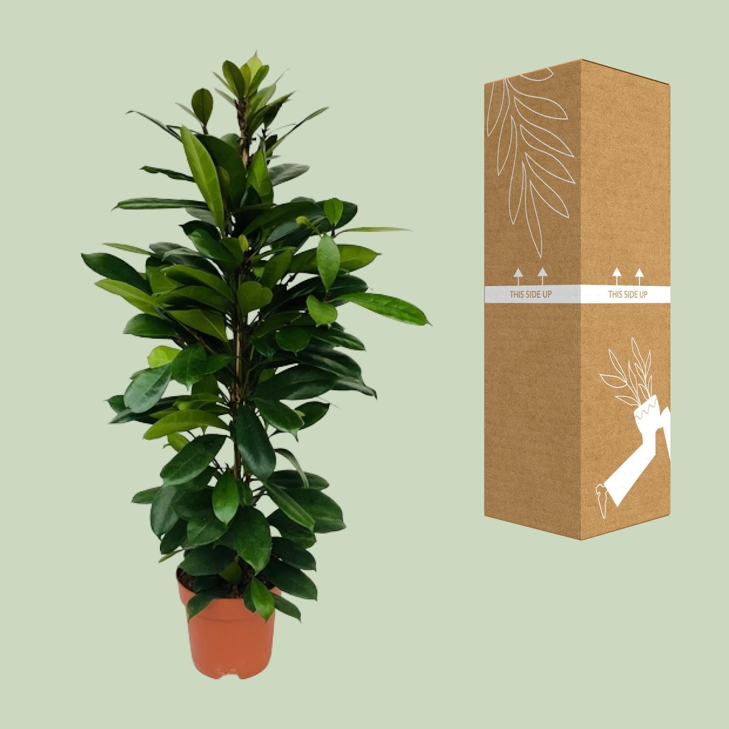 Ficus Cyathistipula – Ø21cm – ↕105cm