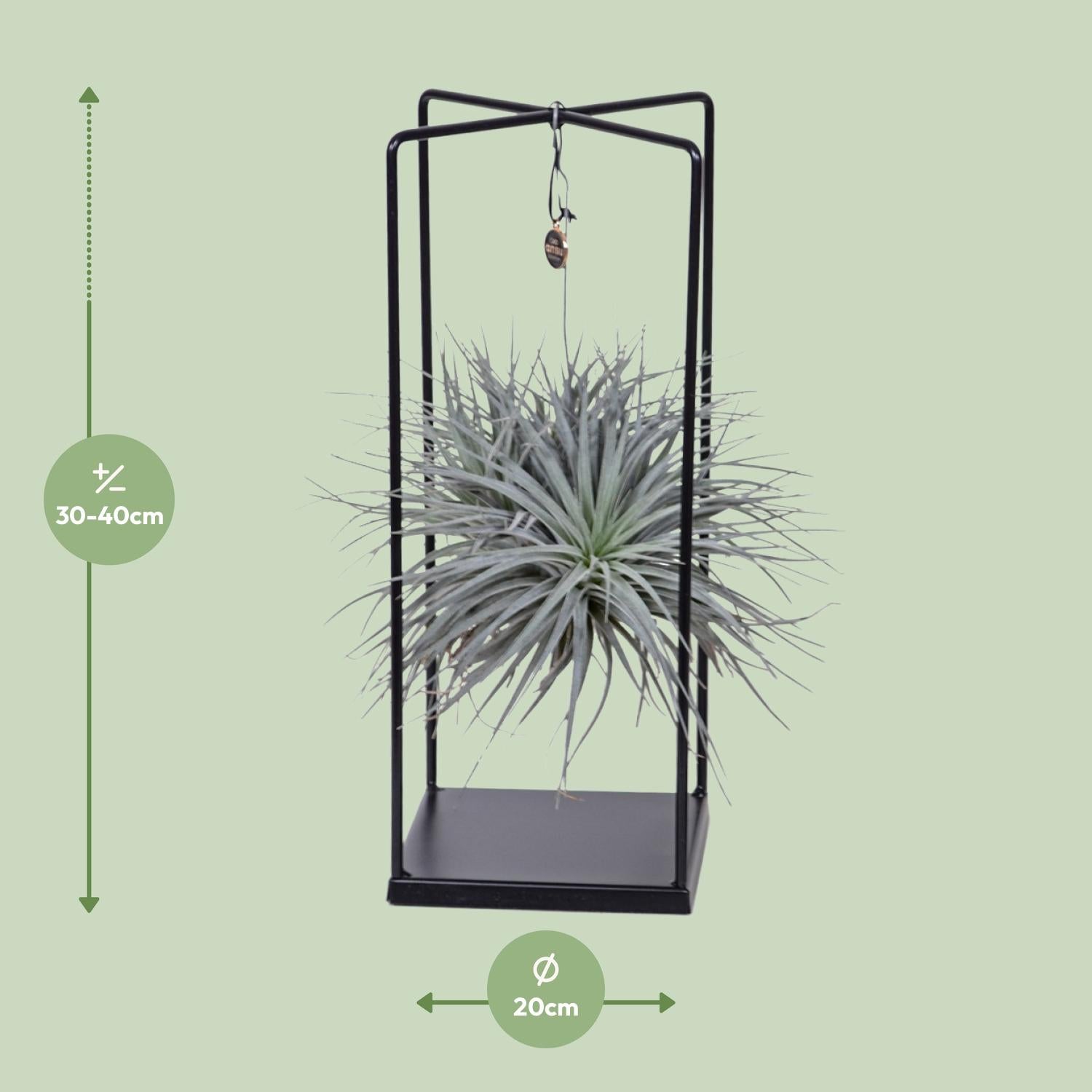 Tillandsia Ionantha Abdita Ø20cm - ↕20cm