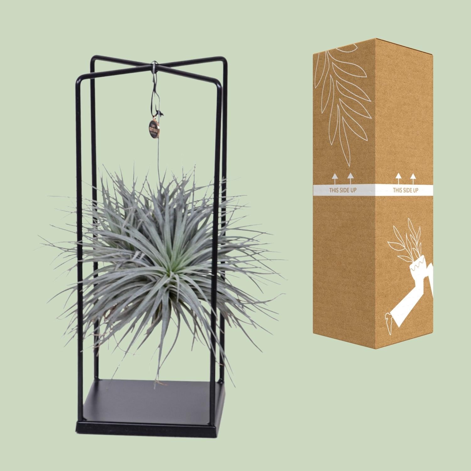 Tillandsia Ionantha Abdita Ø20cm - ↕20cm