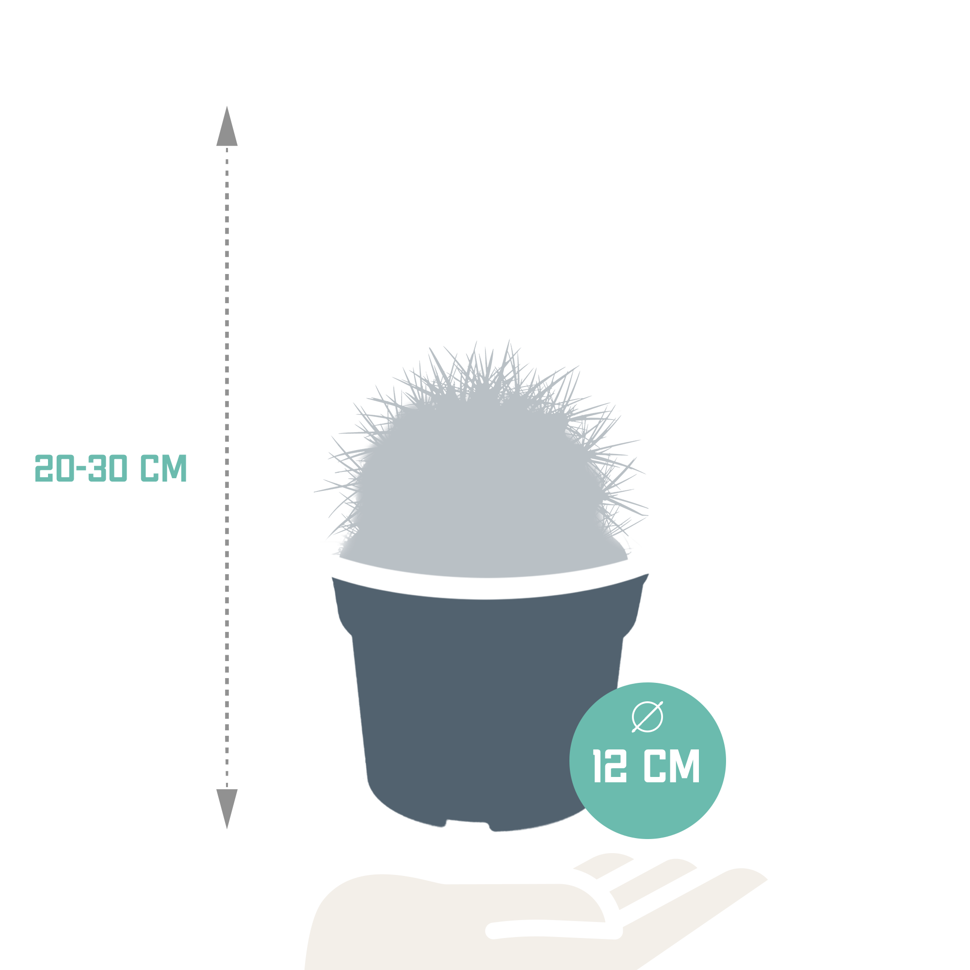 Echinocactus grusonii 12cm - Kaktus