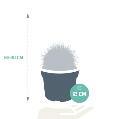 Echinocactus grusonii 12cm - Kaktus