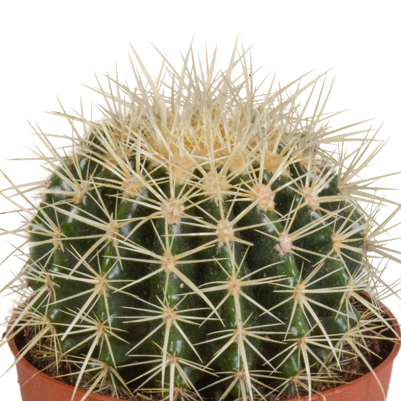 Echinocactus grusonii 12cm - Kaktus