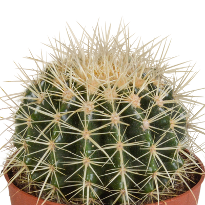 Echinocactus grusonii 12cm - Kaktus