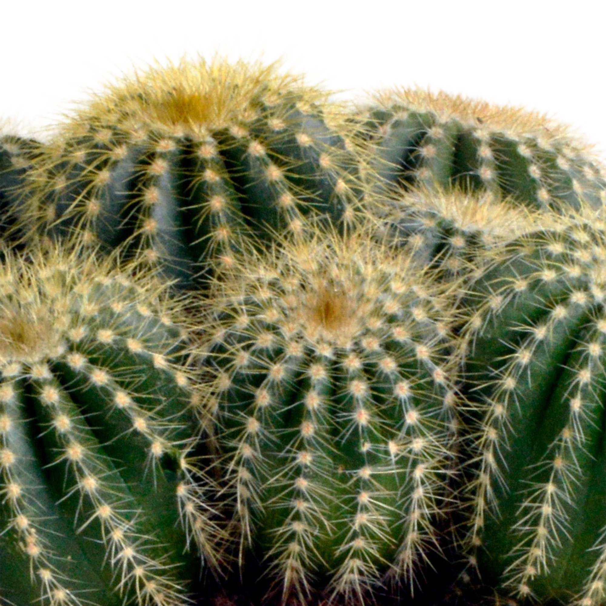 Eriocactus warasii 12cm - Kaktus