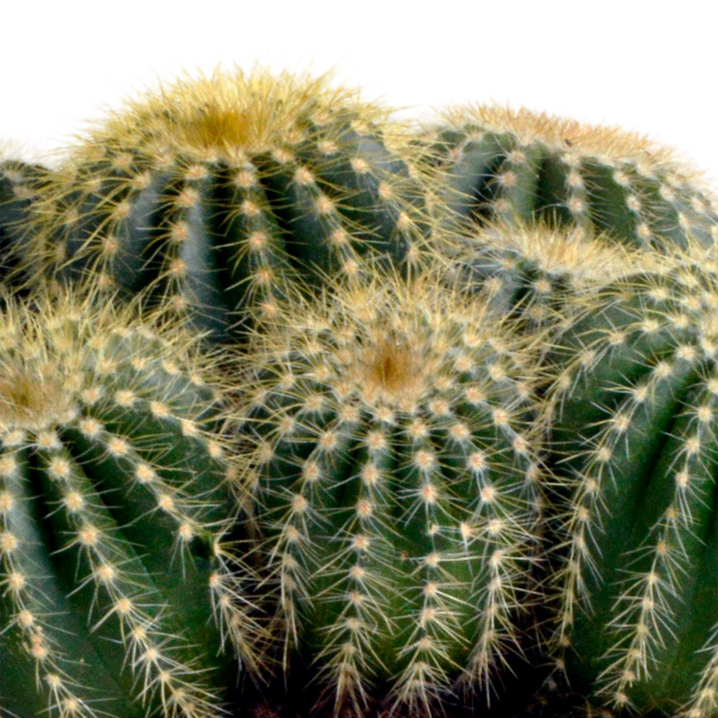 Eriocactus warasii 12cm - Kaktus