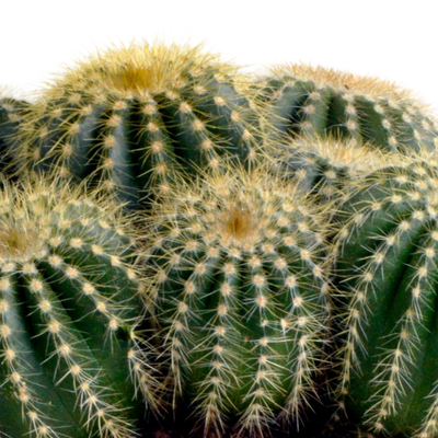 Eriocactus warasii 12cm - Kaktus