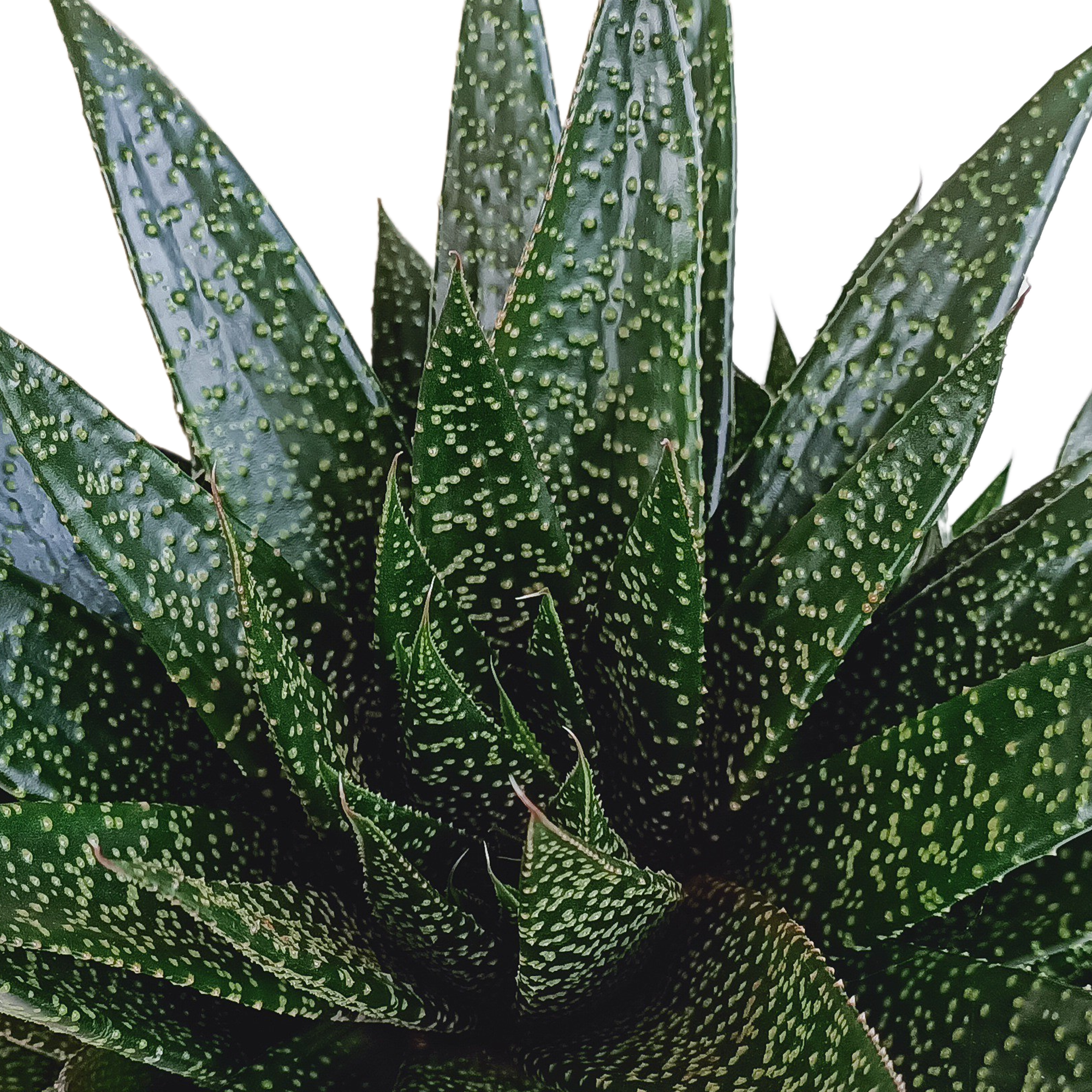 Gasteria würde fällig 17cm sein - Sonstige