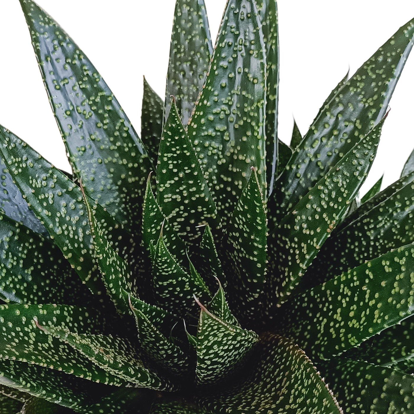 Gasteria würde fällig 17cm sein - Sonstige