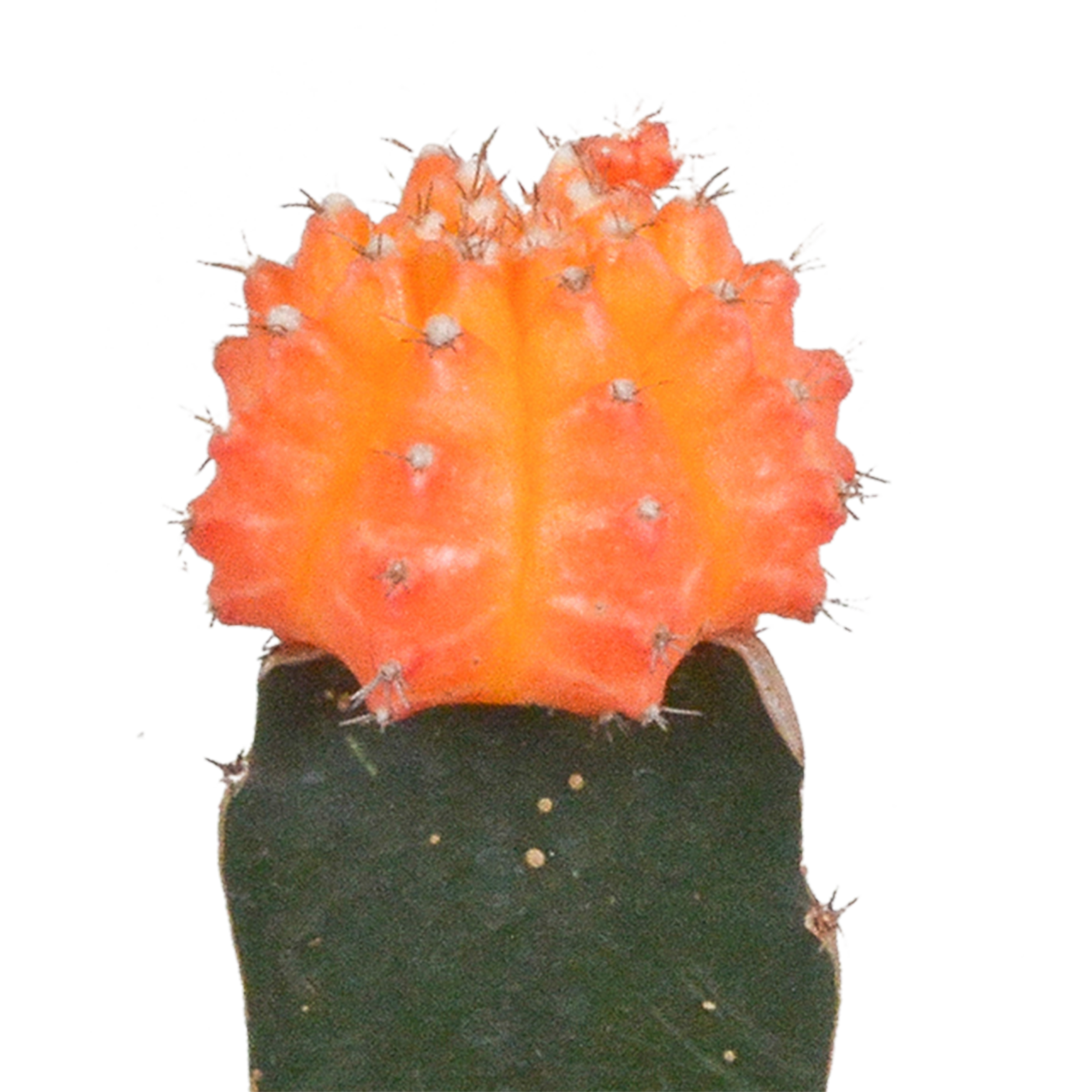 Euphorbia meloformis variegata – 5,5 cm – 3x – Gymnocalycium-Mischung - Wolfsmilch