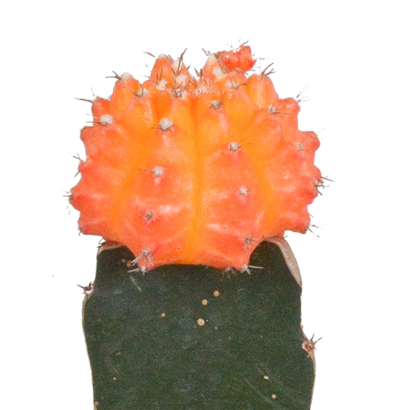 Euphorbia meloformis variegata – 5,5 cm – 3x – Gymnocalycium-Mischung - Wolfsmilch