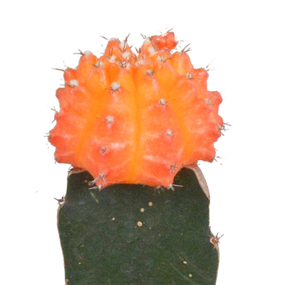 Euphorbia meloformis variegata – 5,5 cm – 3x – Gymnocalycium-Mischung - Wolfsmilch