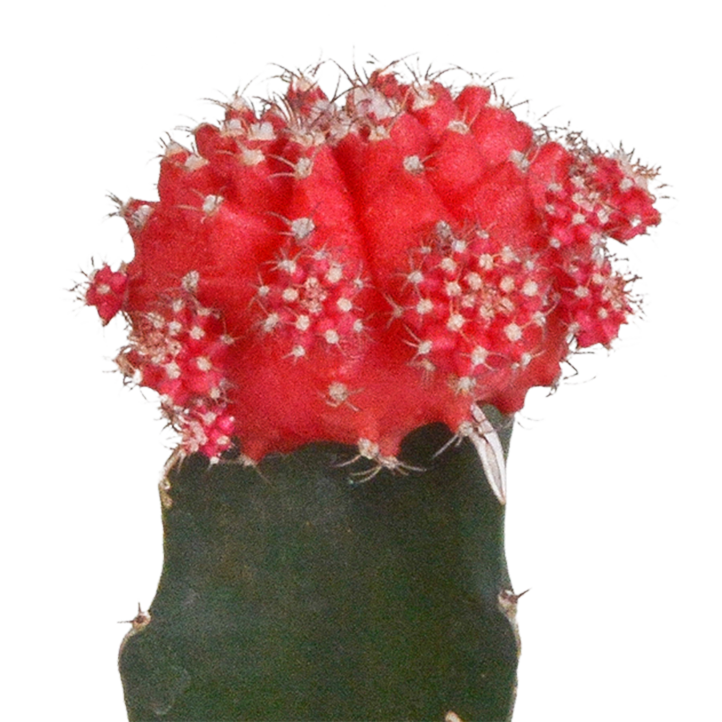 Euphorbia meloformis variegata – 5,5 cm – 3x – Gymnocalycium-Mischung - Wolfsmilch