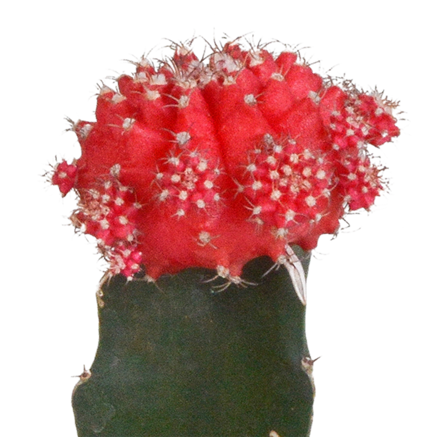 Euphorbia meloformis variegata – 5,5 cm – 3x – Gymnocalycium-Mischung - Wolfsmilch