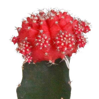 Euphorbia meloformis variegata – 5,5 cm – 3x – Gymnocalycium-Mischung - Wolfsmilch