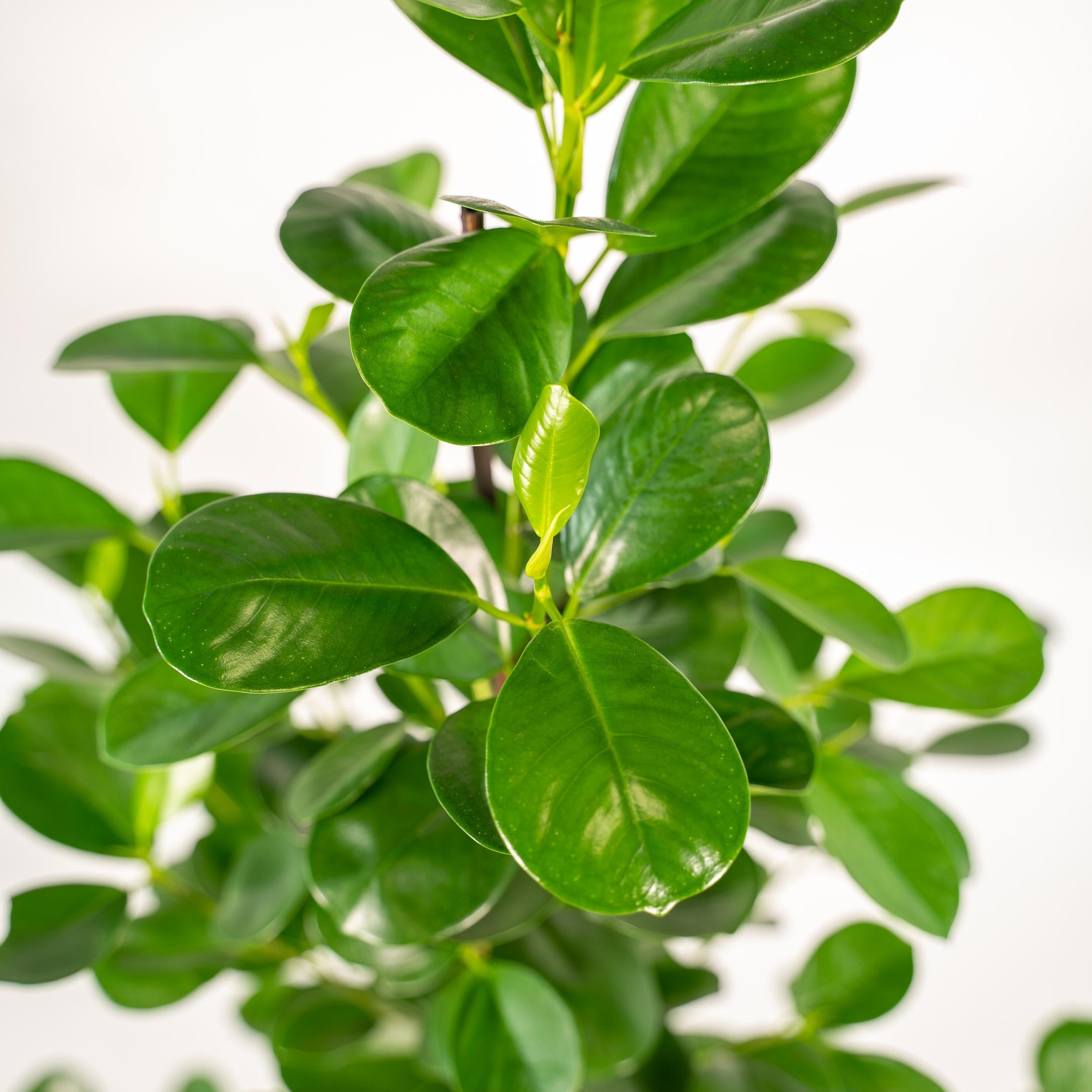 Ficus microcarpa Moclame - Ø21cm - ↕95cm + Topf Mayk Lead