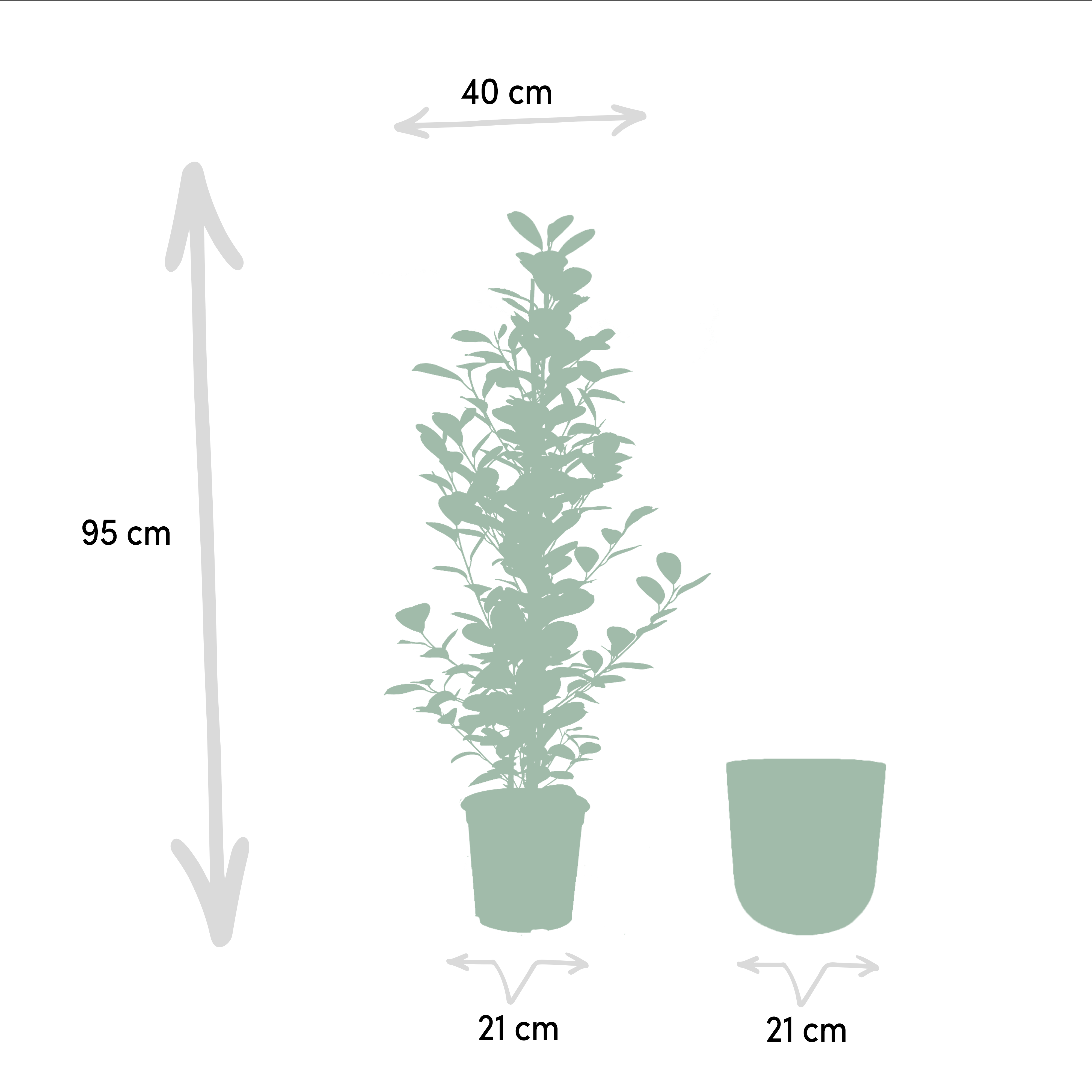 Ficus microcarpa Moclame - Ø21cm - ↕95cm + Topf Mayk Lead