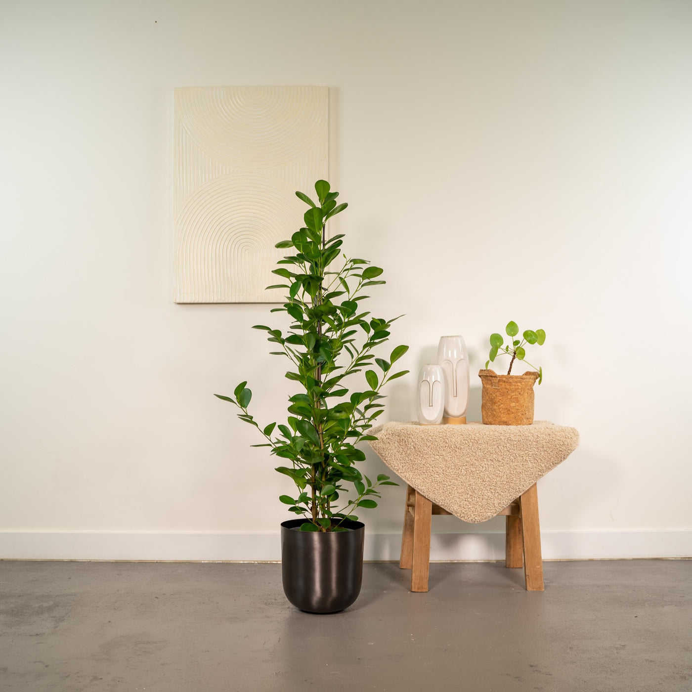 Ficus microcarpa Moclame - Ø21cm - ↕95cm + Topf Mayk Lead