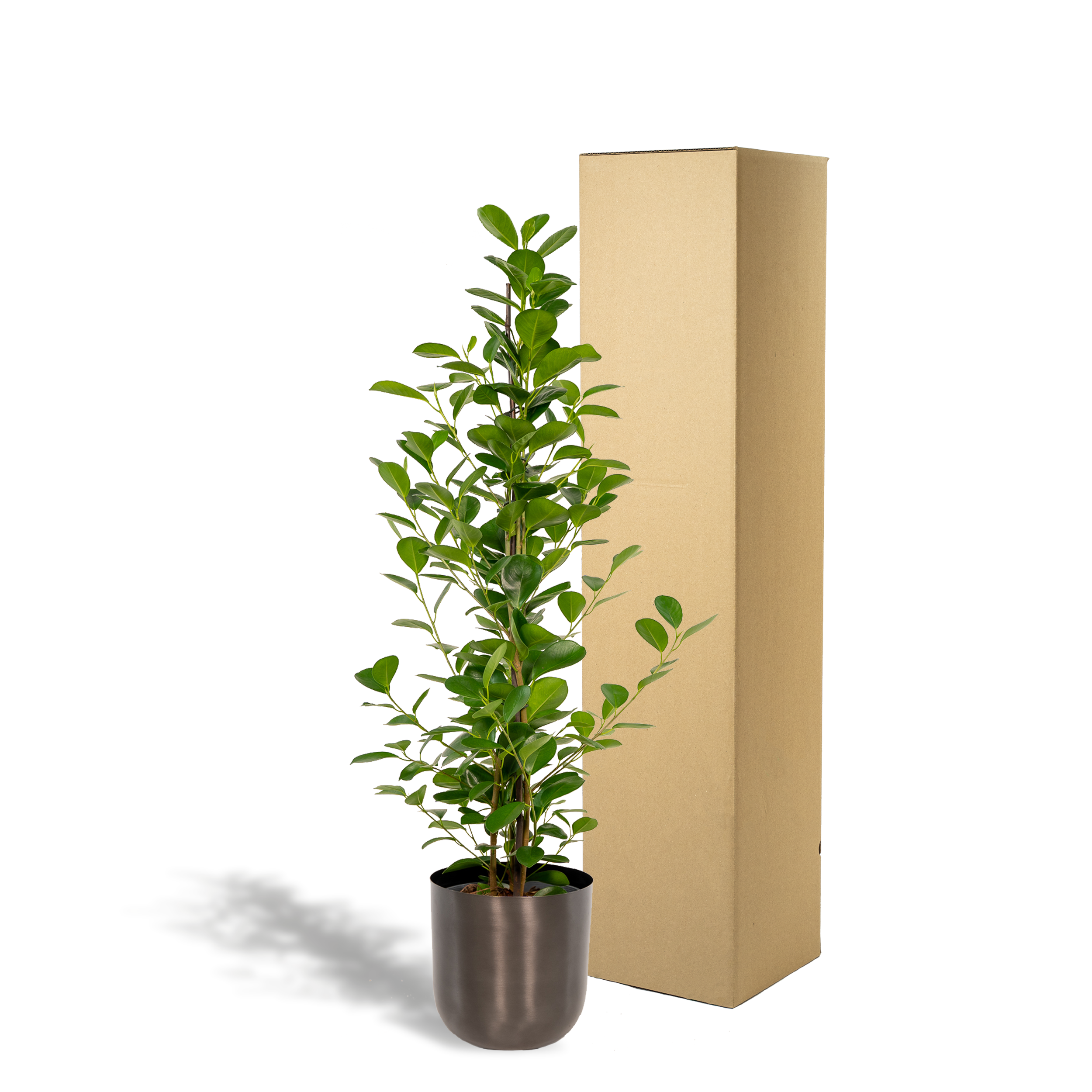 Ficus microcarpa Moclame - Ø21cm - ↕95cm + Topf Mayk Lead