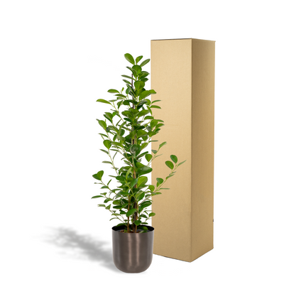 Ficus microcarpa Moclame - Ø21cm - ↕95cm + Topf Mayk Lead