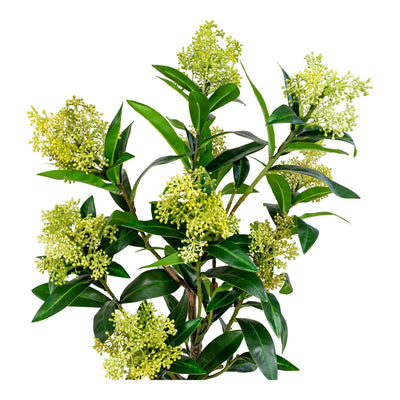 Skimmia-Baum - Grün