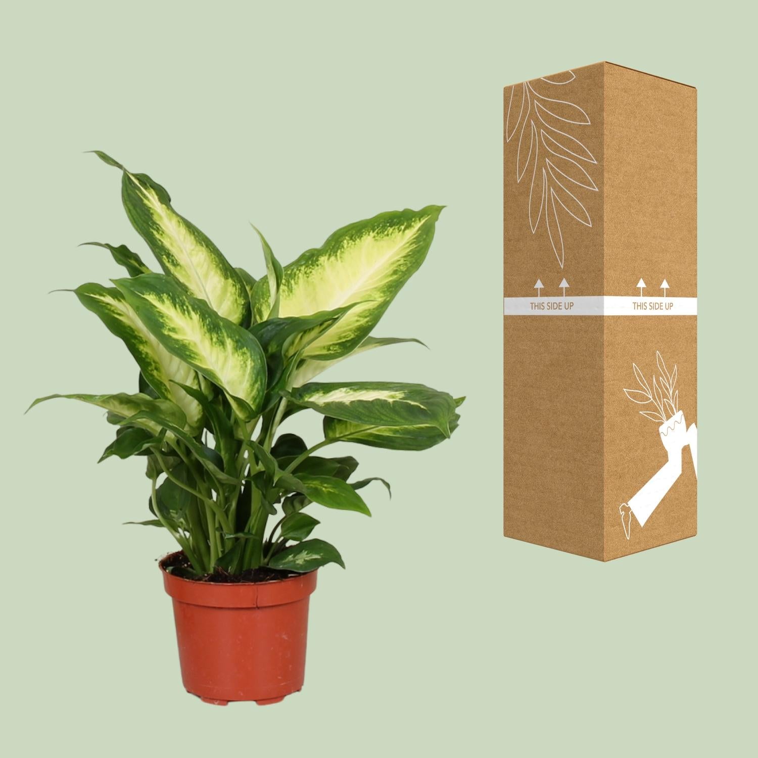 Dieffenbachia Camilla - Ø12cm - ↕35cm