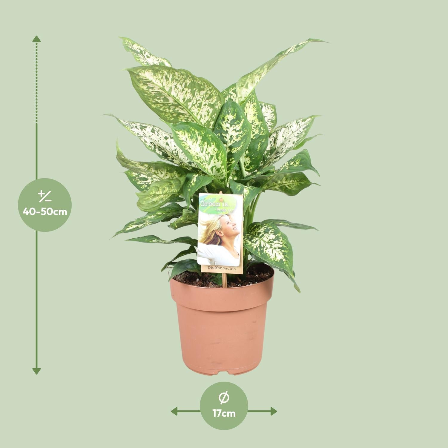 Dieffenbachia Compacta - Ø17cm - ↕45cm