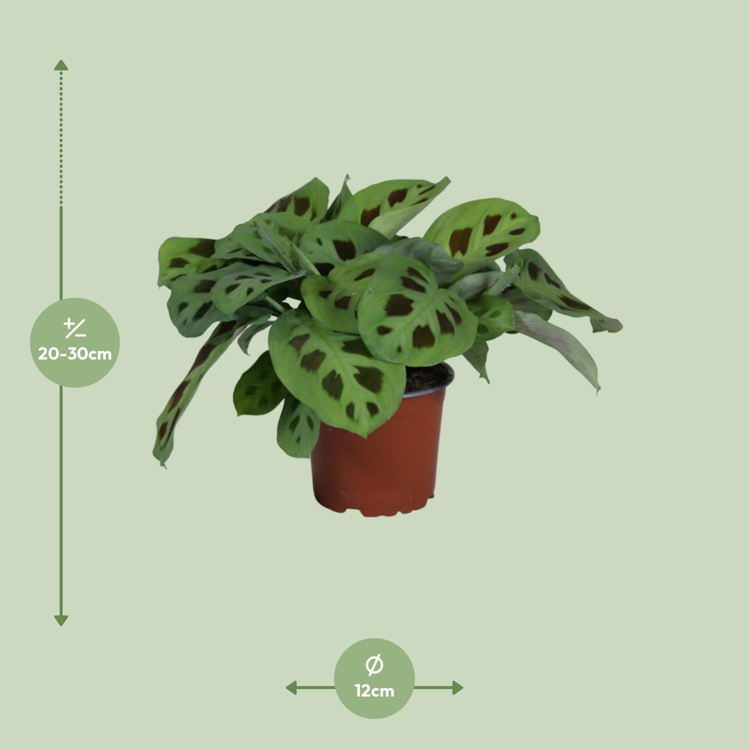 Maranta Leuconeura Kerchoveana - Ø12cm - ↕30cm