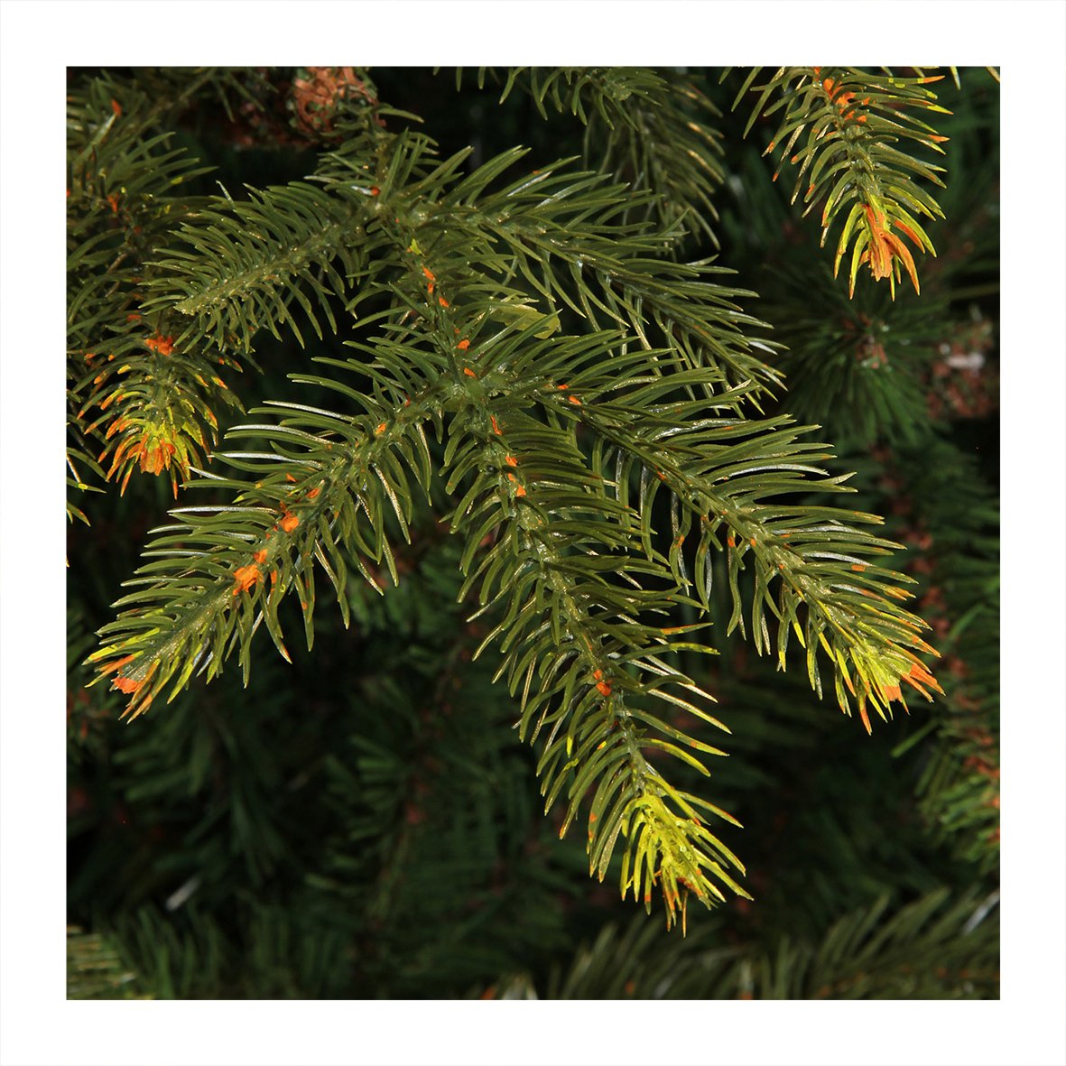 Künstlicher Weihnachtsbaum – H185 x Ø124 cm – Grün