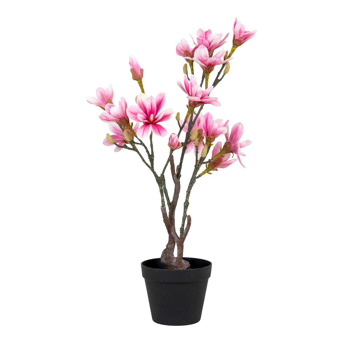 Magnolienbaum - Grün, Rosa