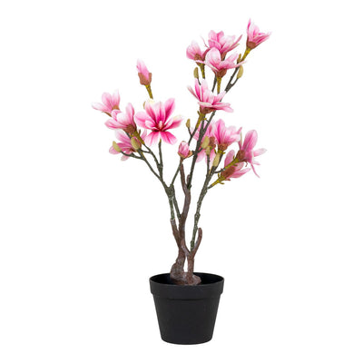 Magnolienbaum - Grün, Rosa