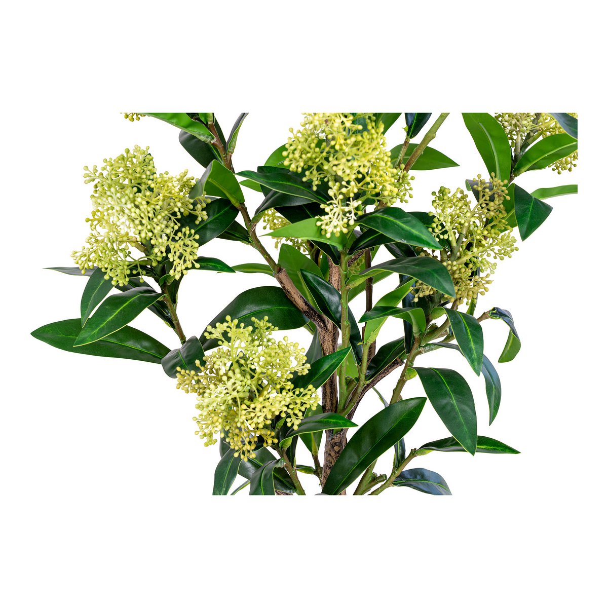 Skimmia-Baum - Grün