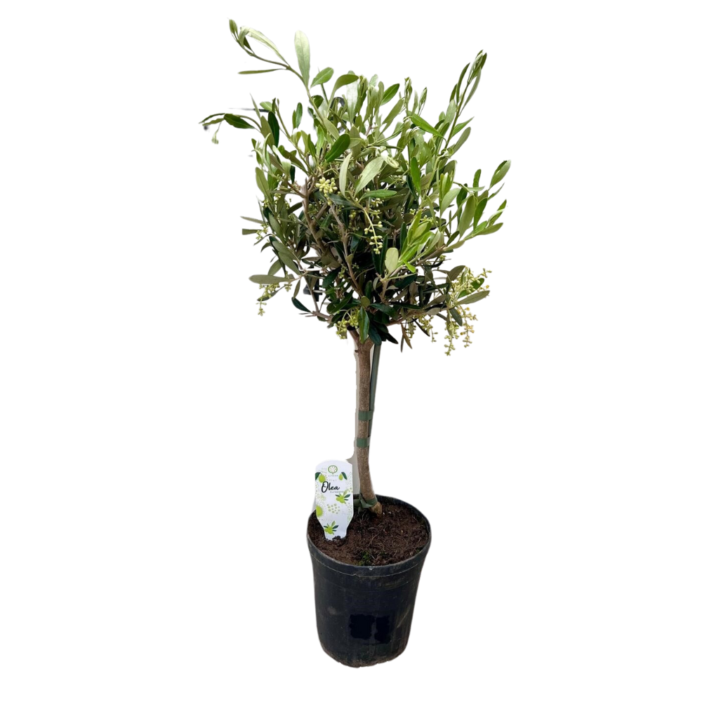 Olea - Ø15cm - ↕60cm