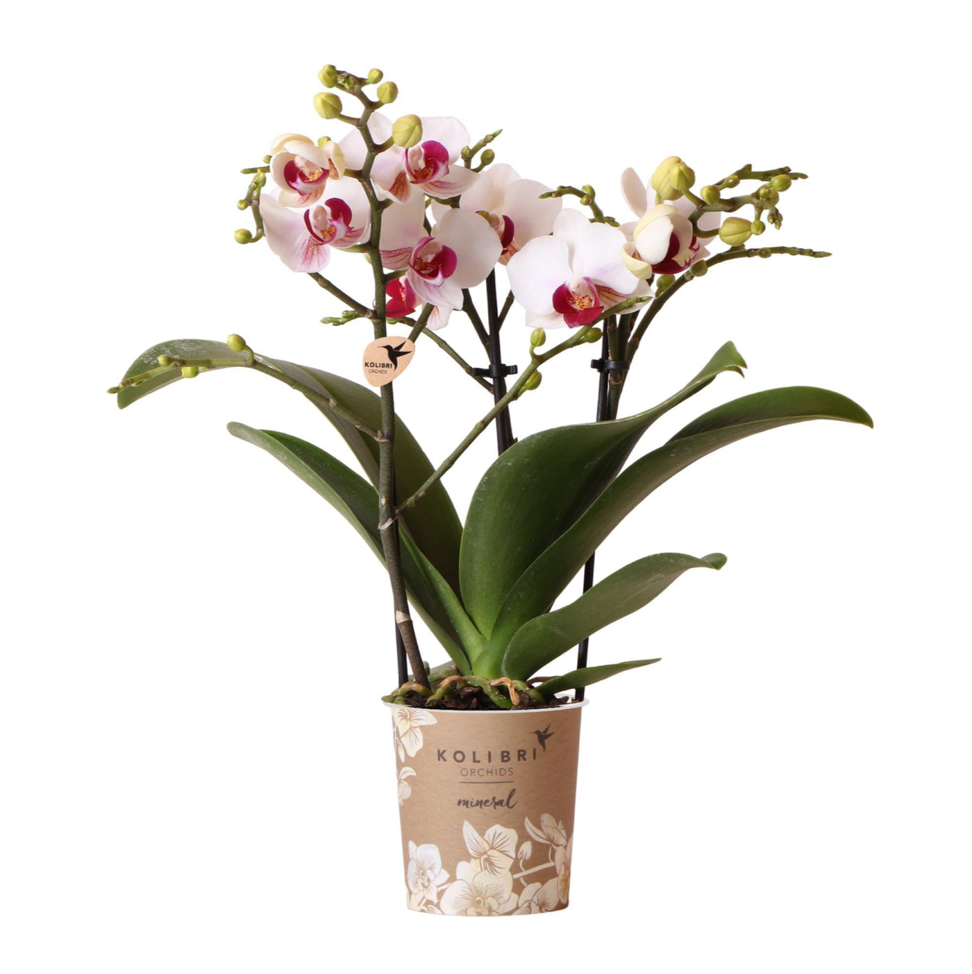 Kolibri-Orchideen | Weiße Phalaenopsis-Orchidee - Mineral Gibraltar -