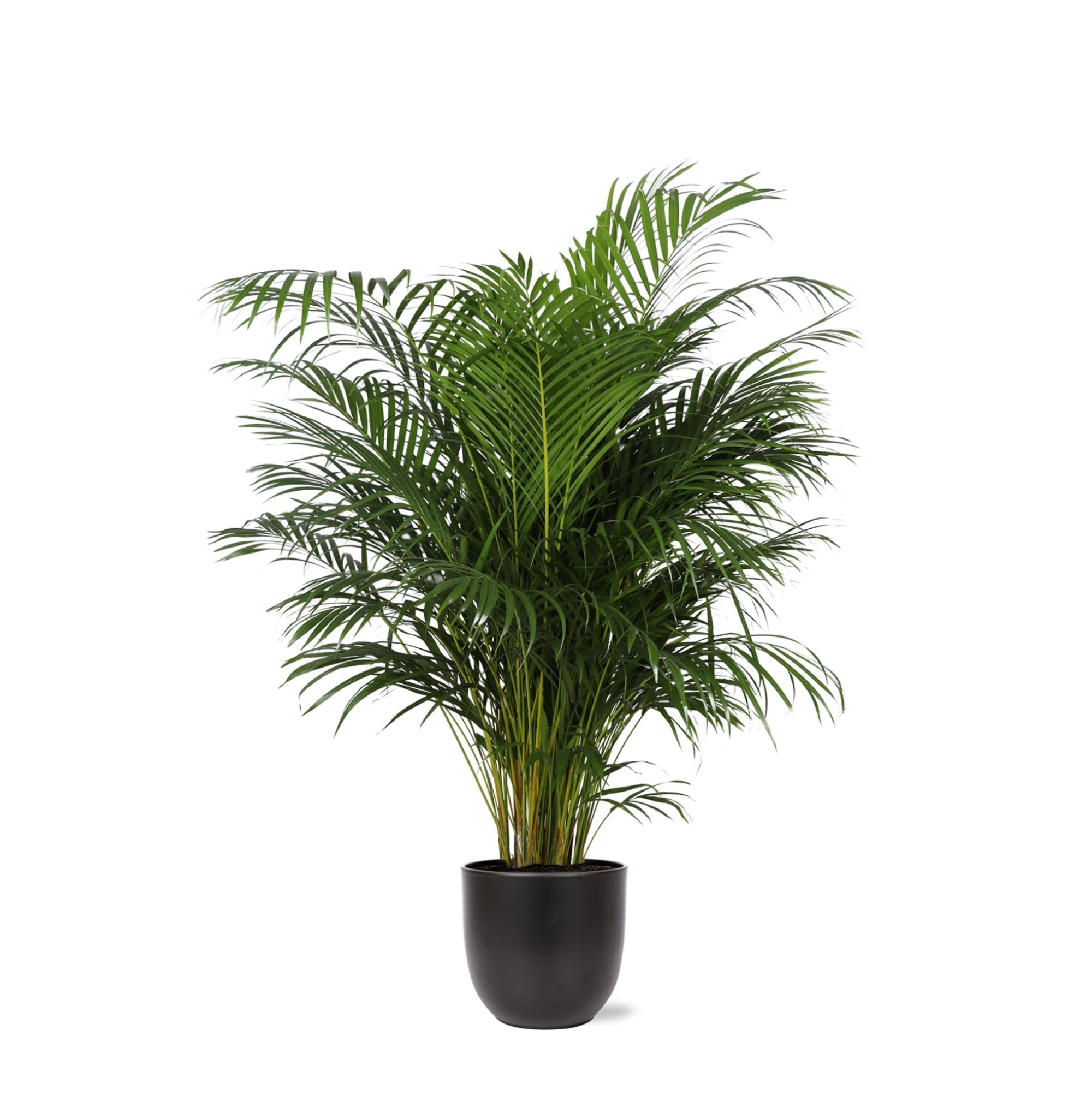 Dypsis Lutescens (Areca-Palme) Ø27cm ↕160cm im Boule-ANTHRAZIT-Topf