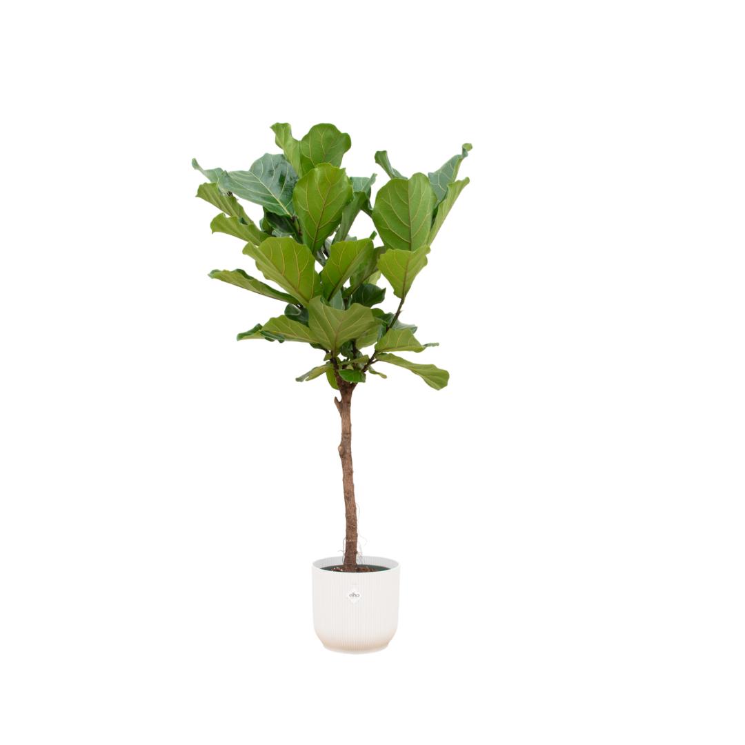 Ficus Lyrata-Stamm inklusive elho Vibes Fold Round weiß – 160 cm – Ø30