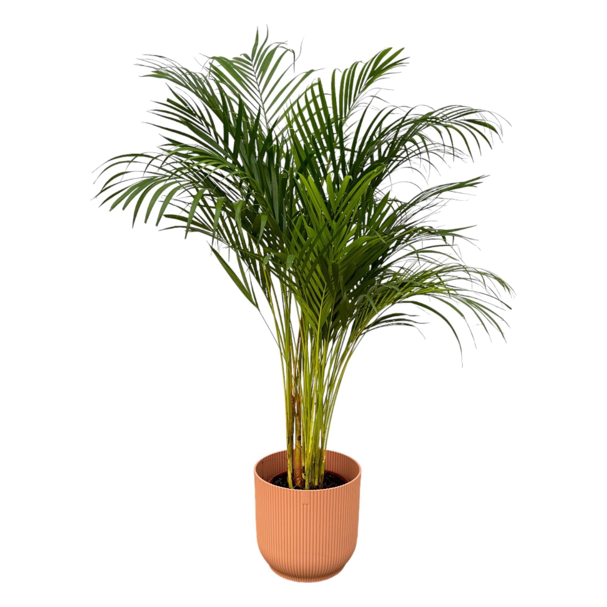 Areca-Palme - ↨130cm - Ø24cm inkl. elho Vibes Fold Rosa D30 - Goldfruchtpalme