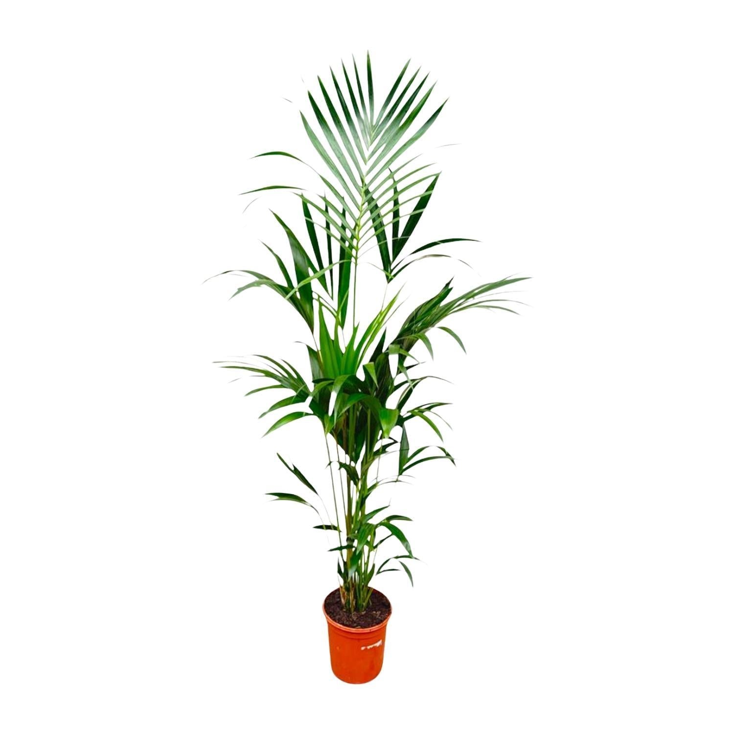 Kentia-Palme – 180 cm – ⌀24 - Kentiapalme