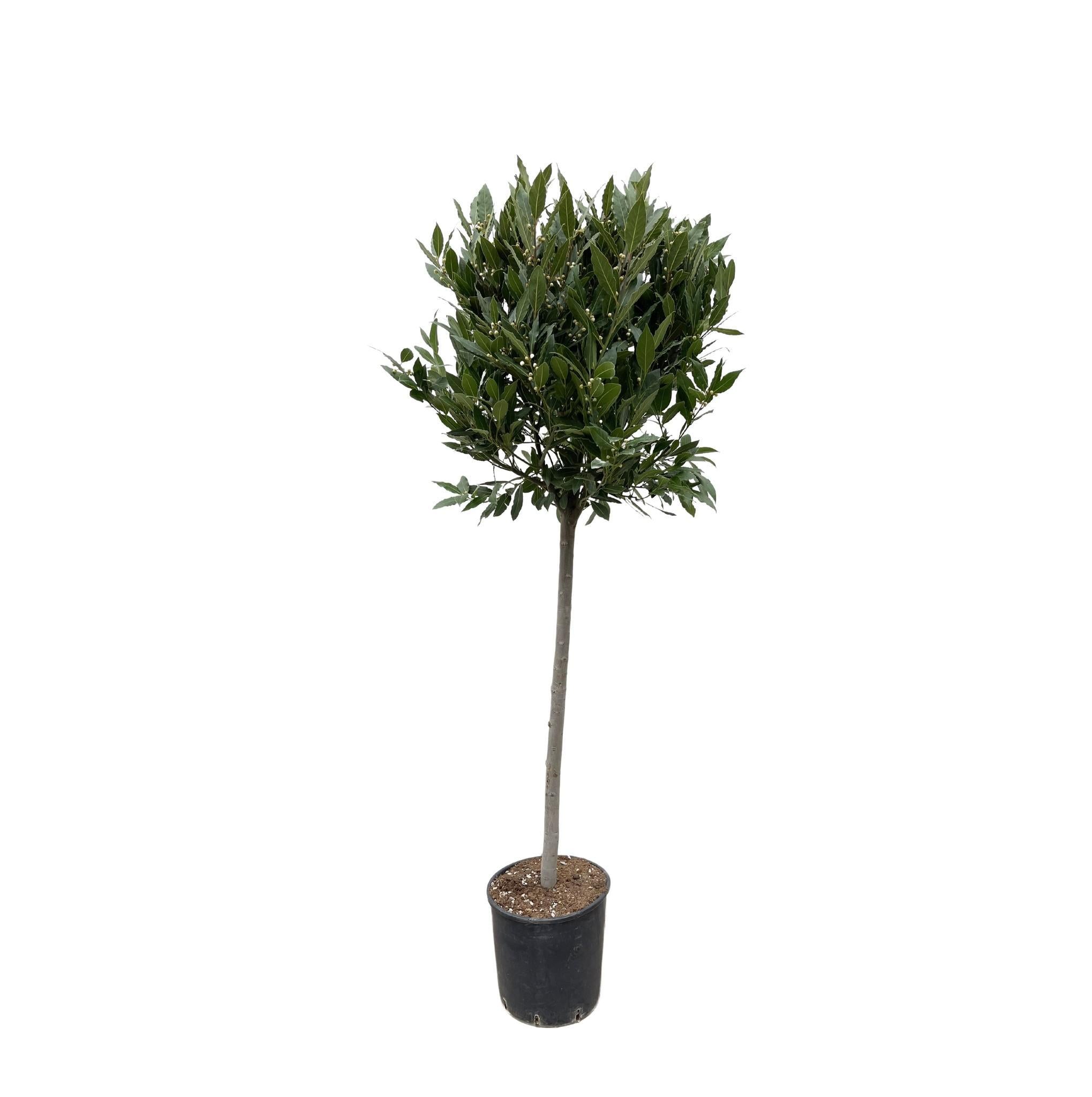 Laurus Nobilis Stamm – 180 cm – ø40