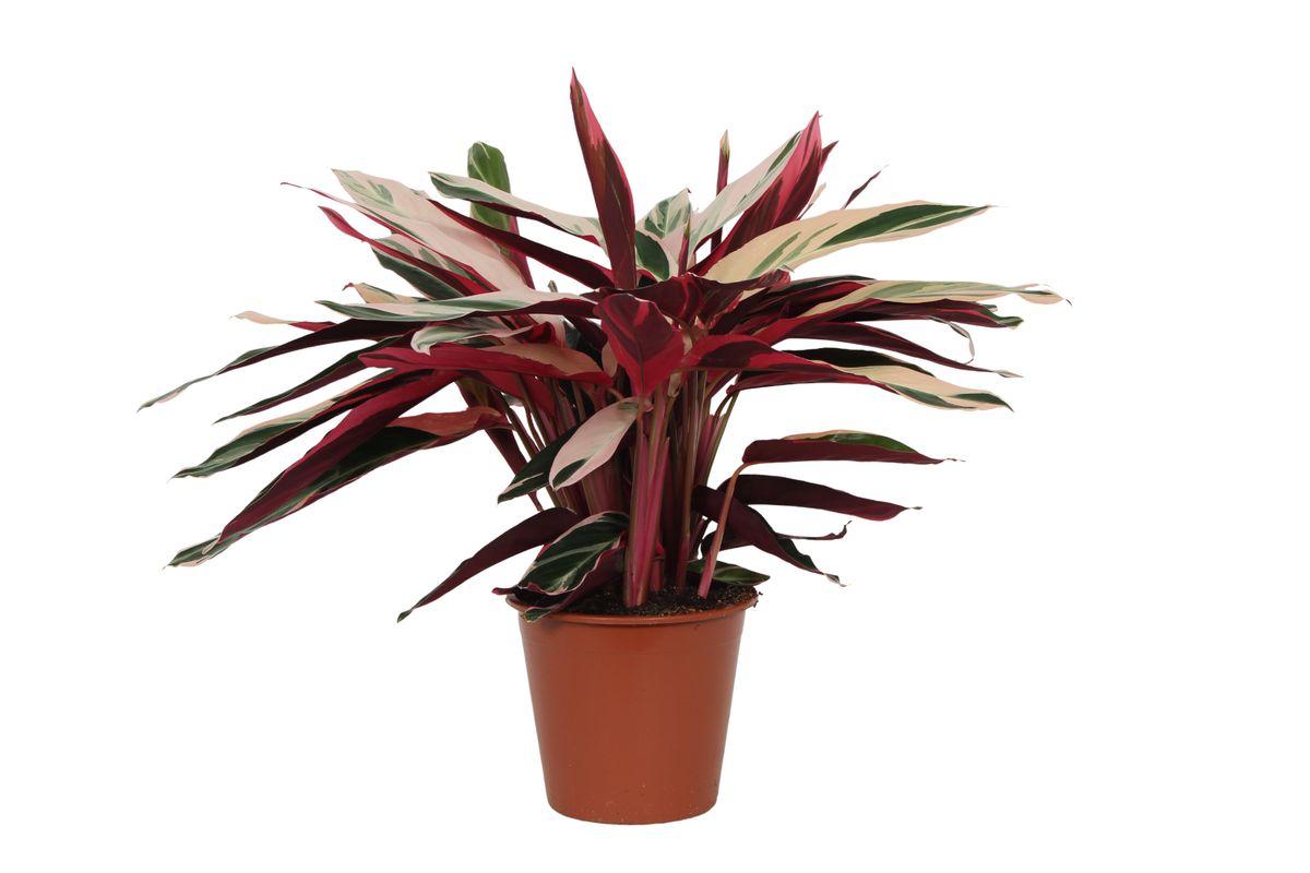 Calathea Triostar (Stromanthe) – 80 cm – Ø19 cm