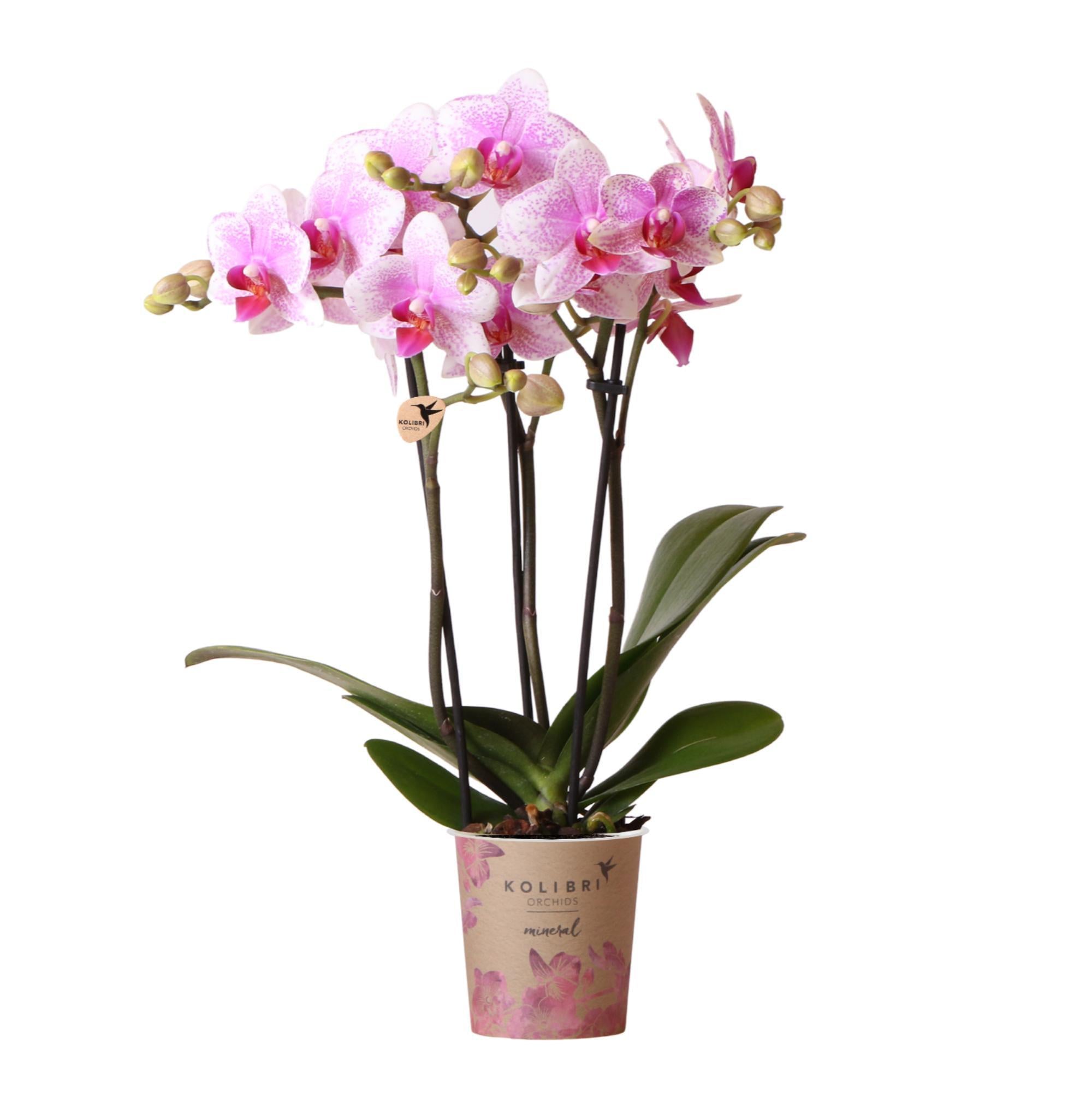 Kolibri-Orchideen | Rosa Phalaenopsis-Orchidee - Mineral Rotterdam - S