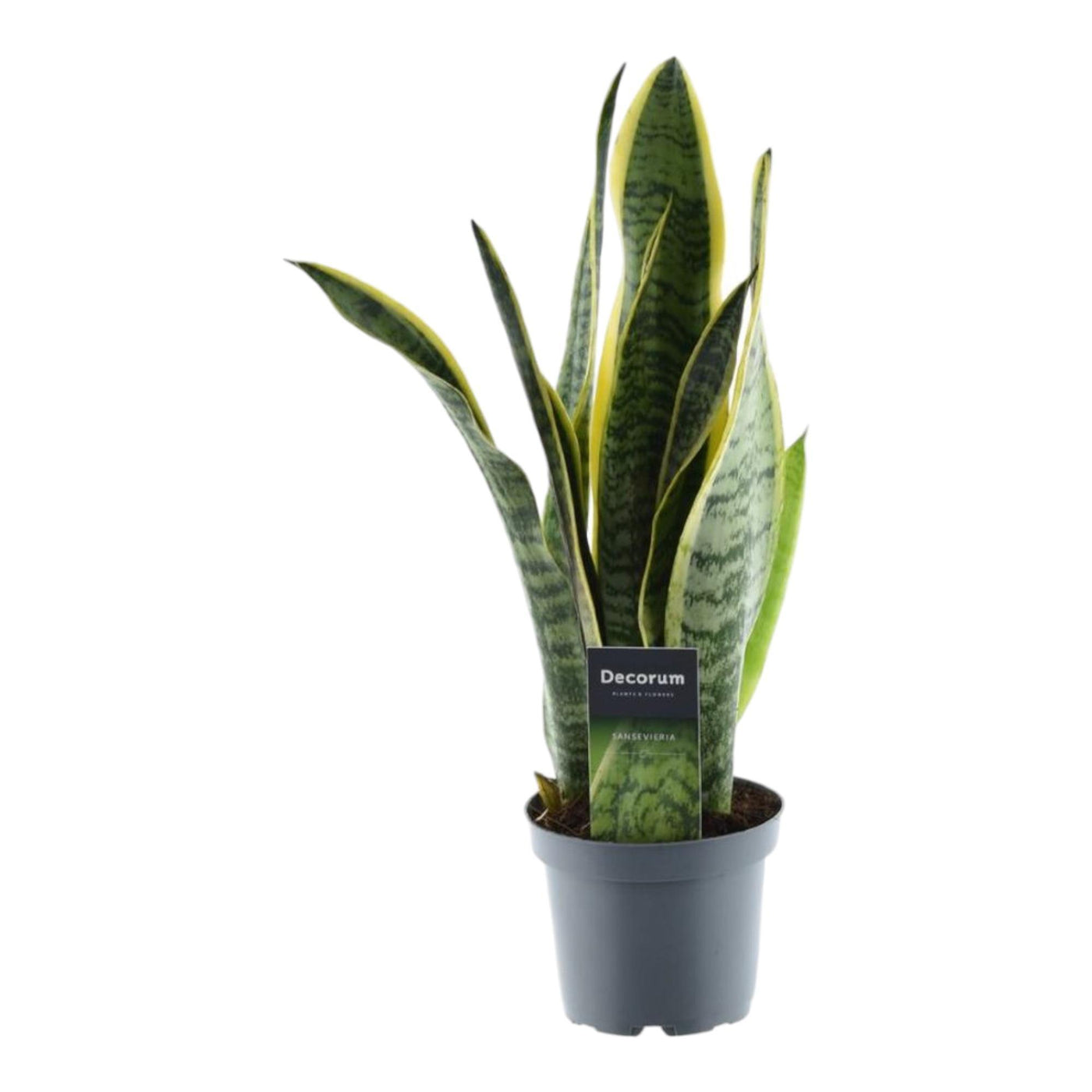 Sansevieria Laurentii - 45 cm - ø12 - Bogenhanf