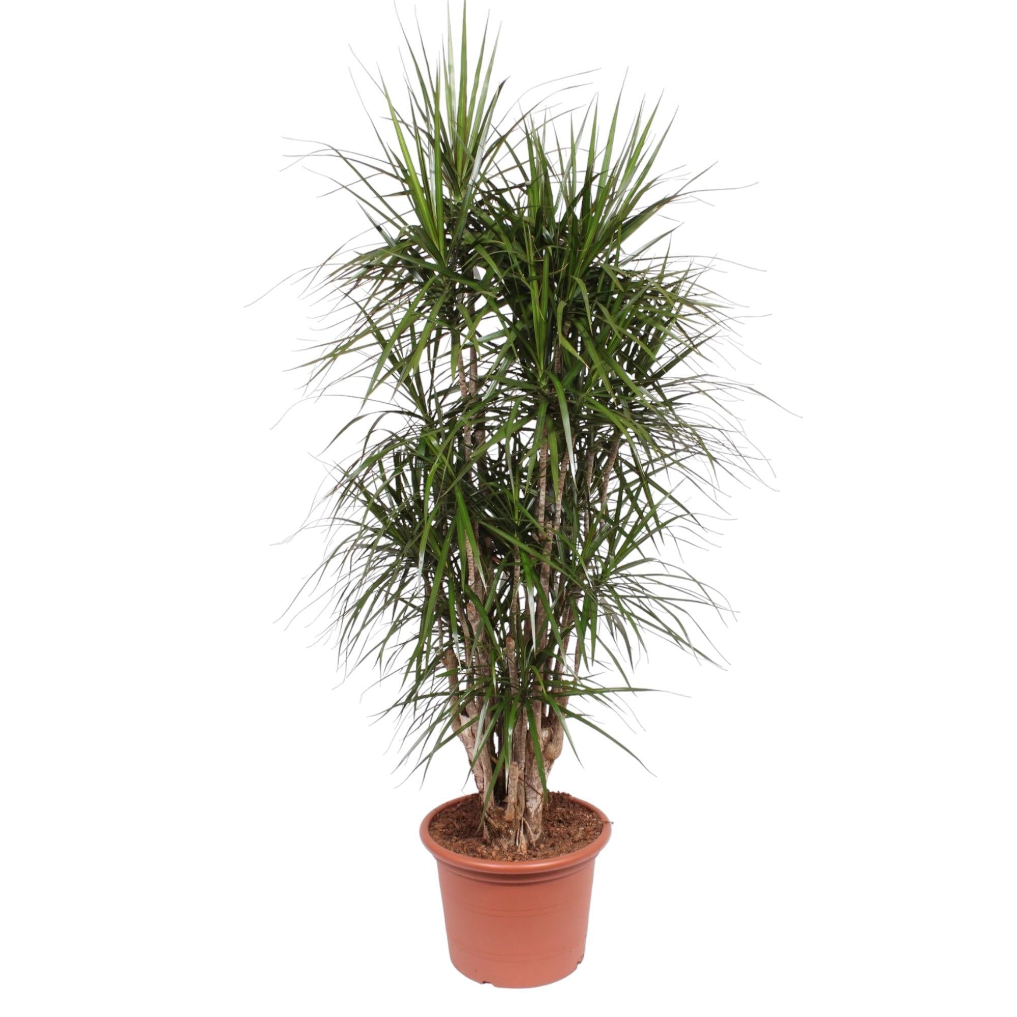 Dracaena Marginata verzweigt – 190 cm – ø45