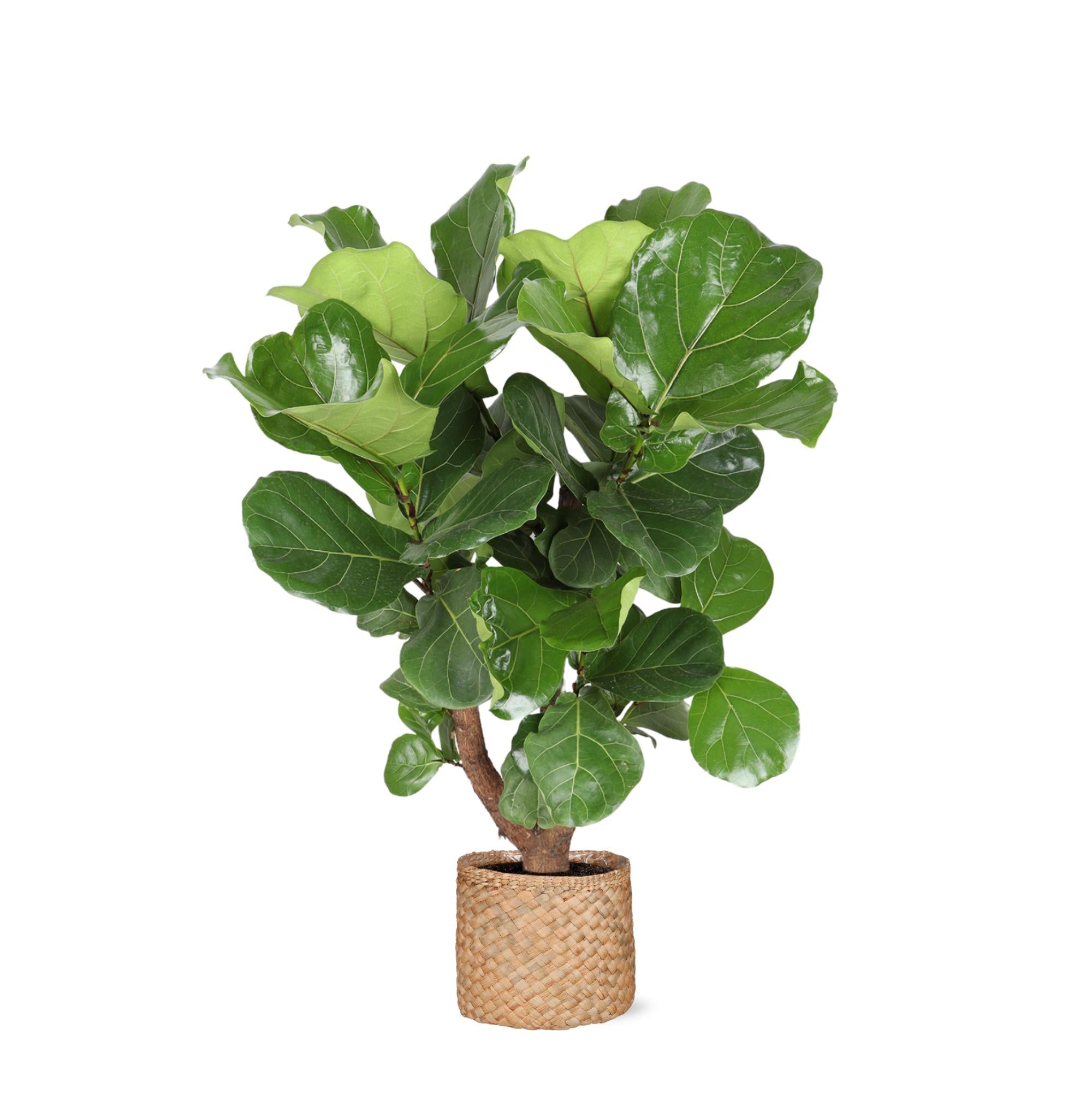 Ficus Lyrata (verzweigt) Ø27cm ↕130cm im Albury NATURAL Korb