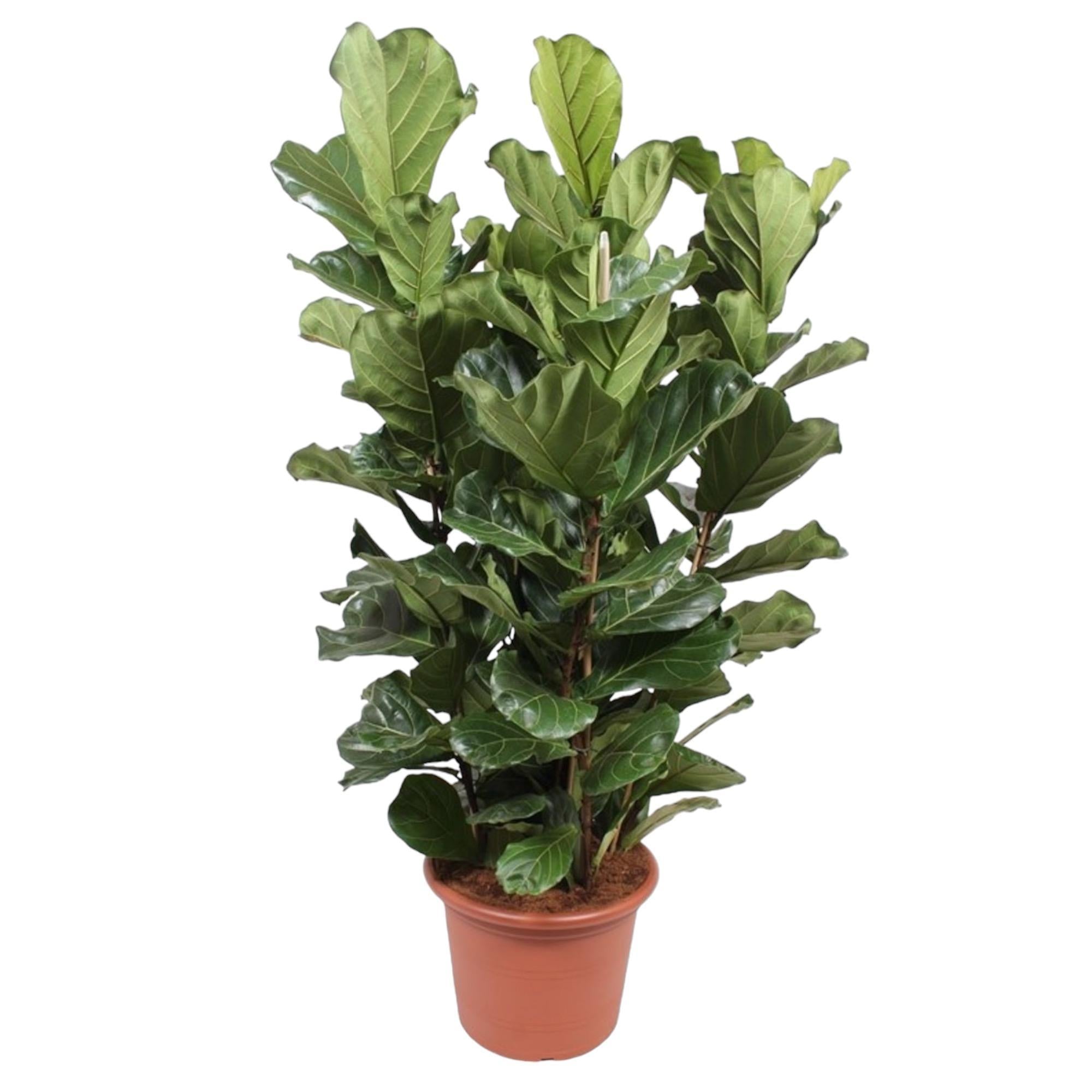 Ficus Lyrata Strauch XL - 200 cm - ø50