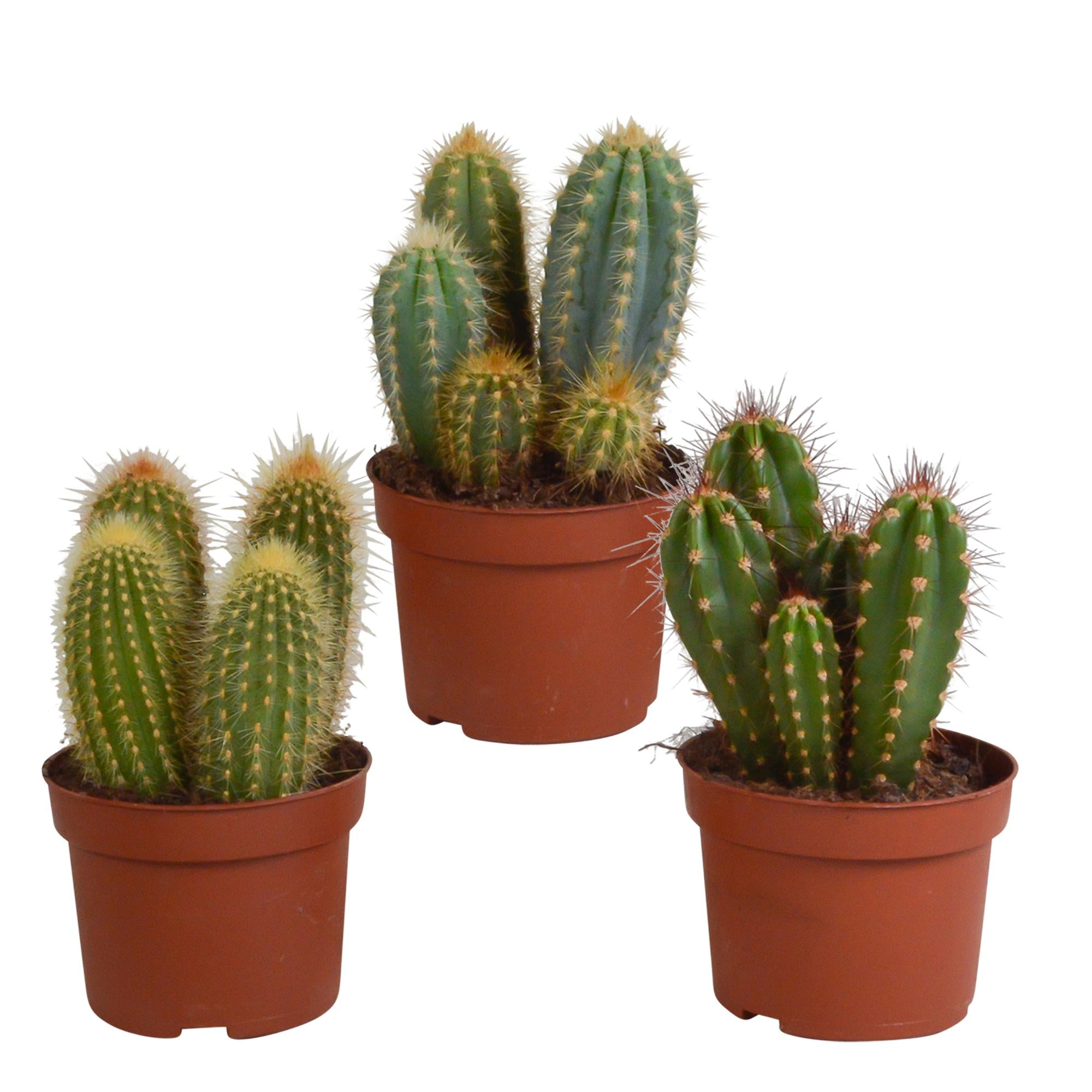 Cereus-Mischung 10,5 cm - 3x - ohne Topf